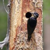 Female -Yuba Pass - Sattley, California, US - June 15, 2005