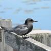 Black Tern