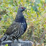 Male - September 6 -  Glacier National Park