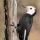 White-headed Woodpecker