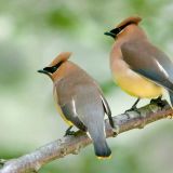 Cedar Waxwings