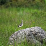 Upland Sandpiper on a rock