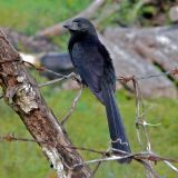 Groove-billed Ani