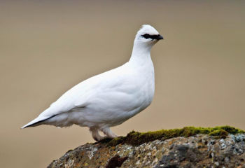 Winter plumage