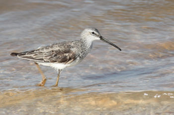 Non-breeding plumage