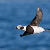 Long-tailed Duck in flight