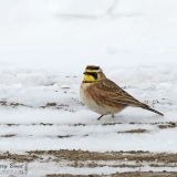 Waterloo County, Ontario CA - March 3, 2013