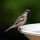 House Sparrow