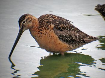 Breeding plumage