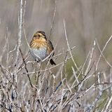 Nelson's Sparrow