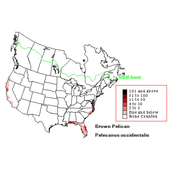 Brown Pelican distribution map