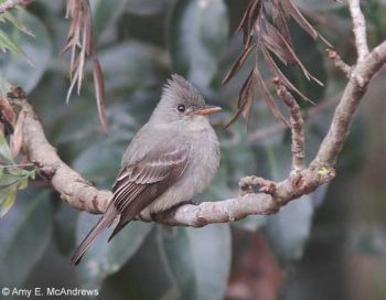 Greater Pewee