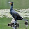 Double-crested Cormorant