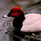 blackballed from the country clubs where the red-crested pochards golf