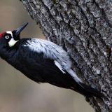 Male