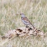 McCown's Longspur - May 2012