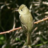 Pacific-slope Flycatcher