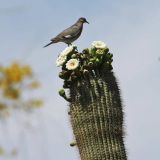 On Blooming Saguaro