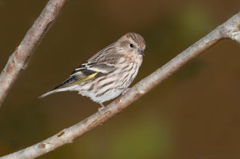 Pine Siskin