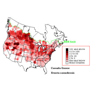 Canada Goose distribution map