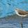 Common Greenshank