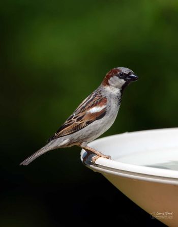 Male House Sparrow