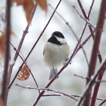 Smith Creek, North Carolina, US - January 11, 2011