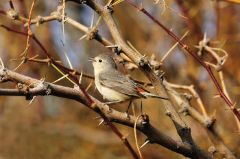 Lucy's Warbler singing