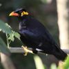 Hill Myna