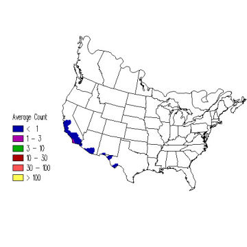 Cassin's Kingbird winter distribution map