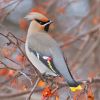 Bohemian Waxwing