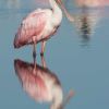 Roseate Spoonbill