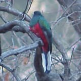 Eared Quetzal at Cave Creek, AZ