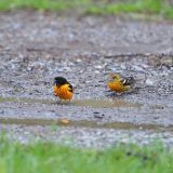 Takings a mud bath