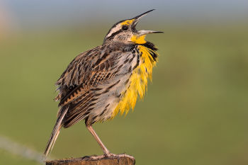 Eastern Meadowlark