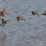 Pectoral Sandpiper