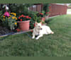 Bella, a German Shepherd Dog and Siberian Husky mix tested with EmbarkVet.com
