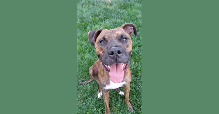 Bruno, a Staffordshire Terrier and Boxer mix tested with EmbarkVet.com