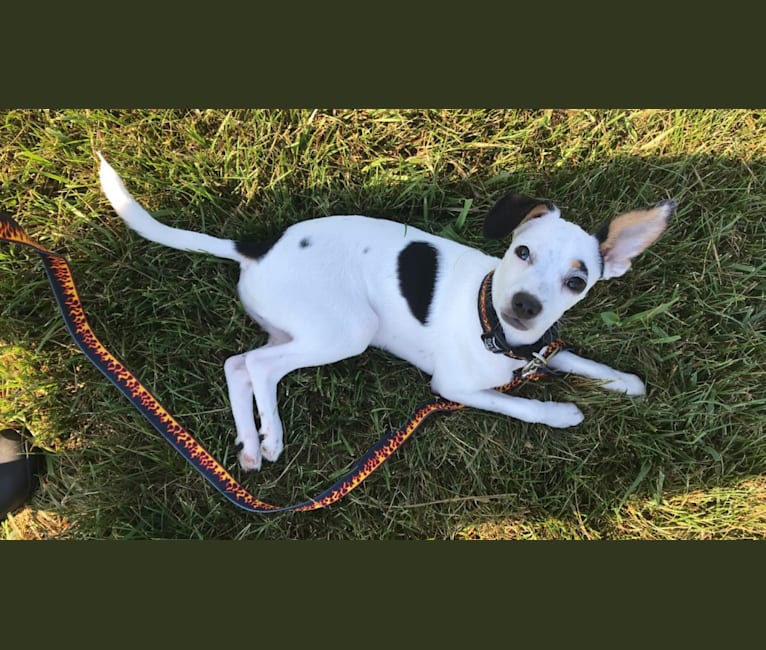 Cosmo, a Chihuahua and Rat Terrier mix tested with EmbarkVet.com