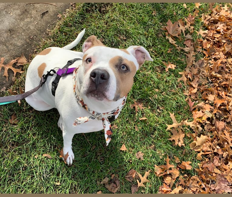 Ivy, an American Bully tested with EmbarkVet.com