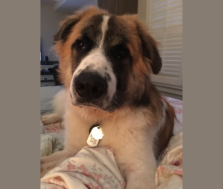 Great pyrenees boxer sale mix breed