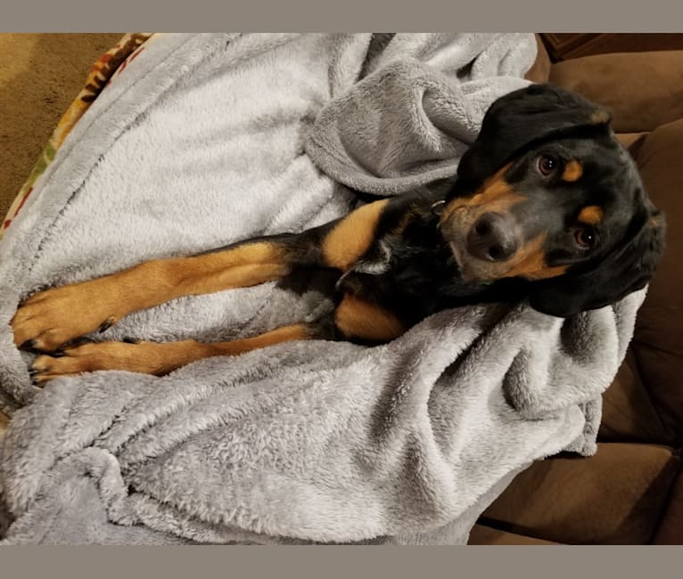 Corgi online coonhound mix