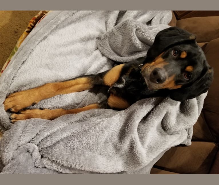 black and tan cattle dog