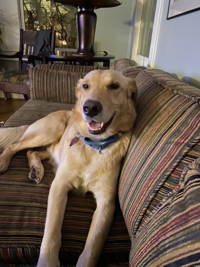 Colby, a Golden Retriever and Shetland Sheepdog mix tested with EmbarkVet.com