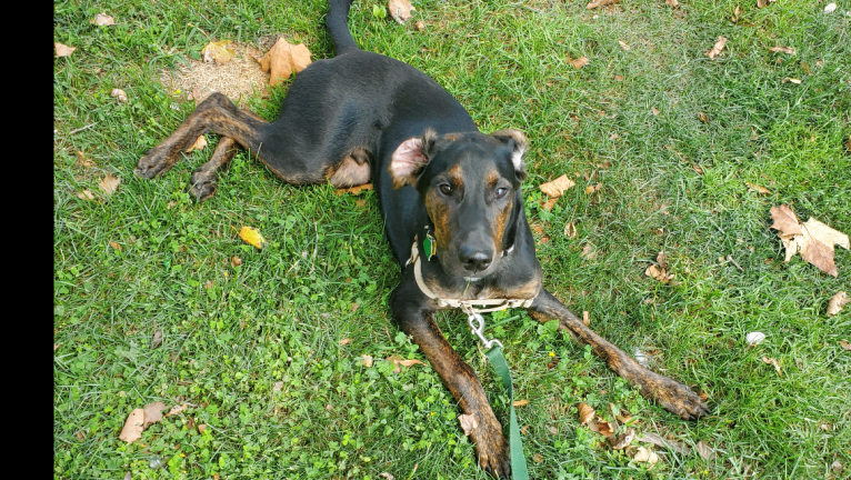 Remington, a Treeing Walker Coonhound and American Pit Bull Terrier mix tested with EmbarkVet.com