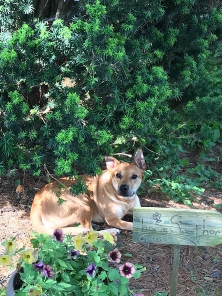 Rocco, an Australian Cattle Dog and American Pit Bull Terrier mix tested with EmbarkVet.com