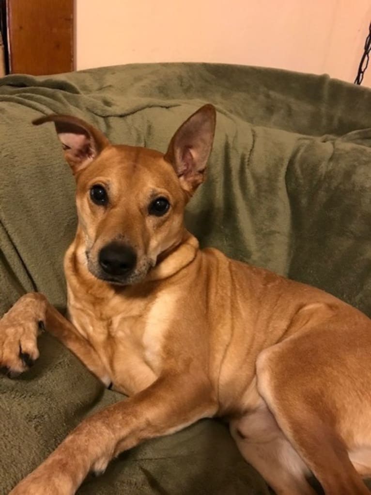 Rocco, an Australian Cattle Dog and American Pit Bull Terrier mix tested with EmbarkVet.com