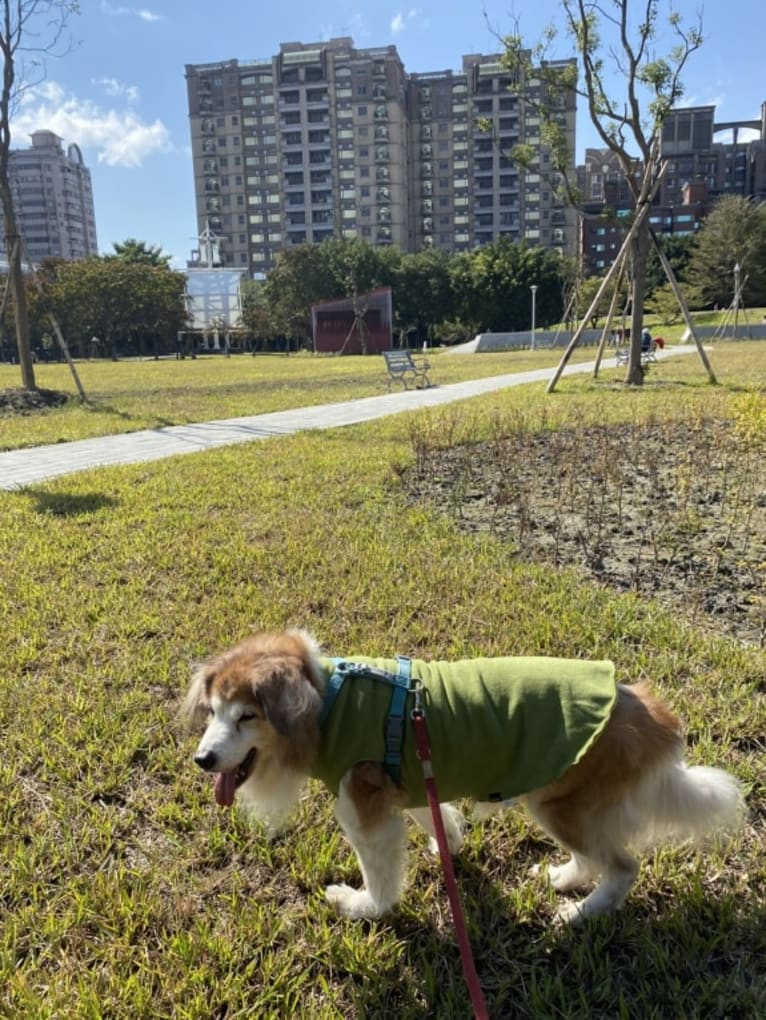 Captain, a Formosan Mountain Dog and Cocker Spaniel mix tested with EmbarkVet.com