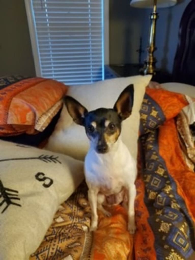 Audrey, a Toy Fox Terrier tested with EmbarkVet.com