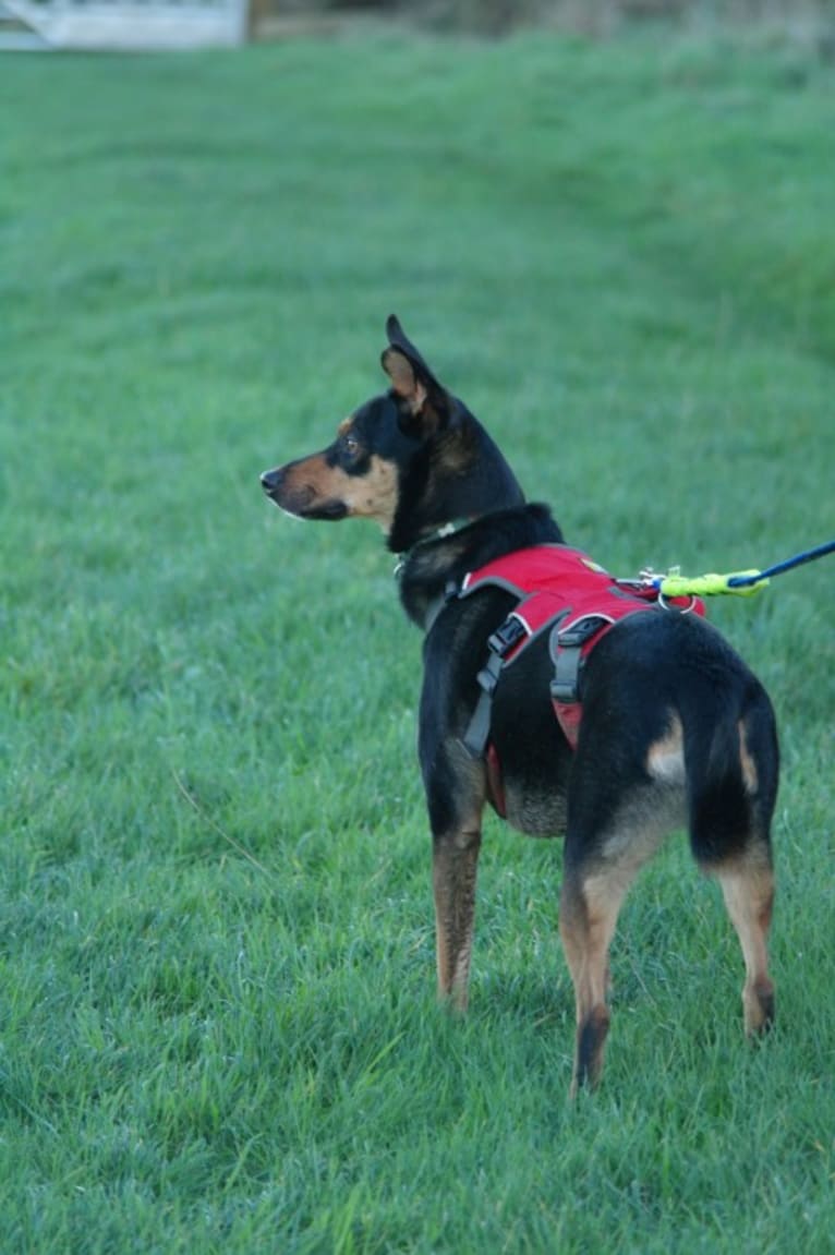 Tempo, an European Village Dog tested with EmbarkVet.com